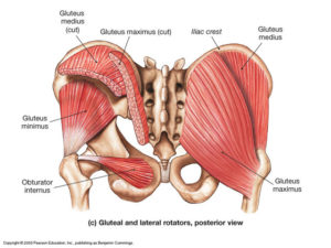interior glute muscles medical diagram